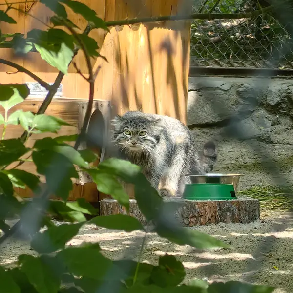 A photograph of Snezhinka in Novosibirsk Zoo