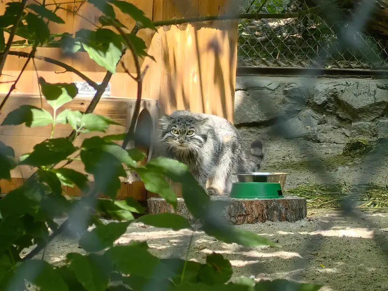 A photograph of Snezhinka in Novosibirsk Zoo