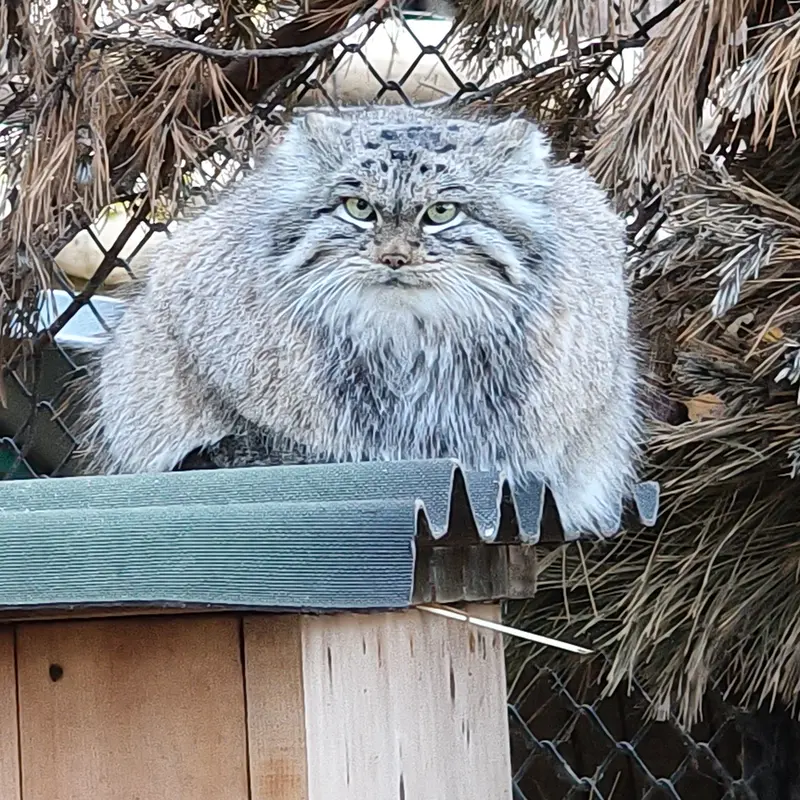 A photograph of Snezhinka in Novosibirsk Zoo
