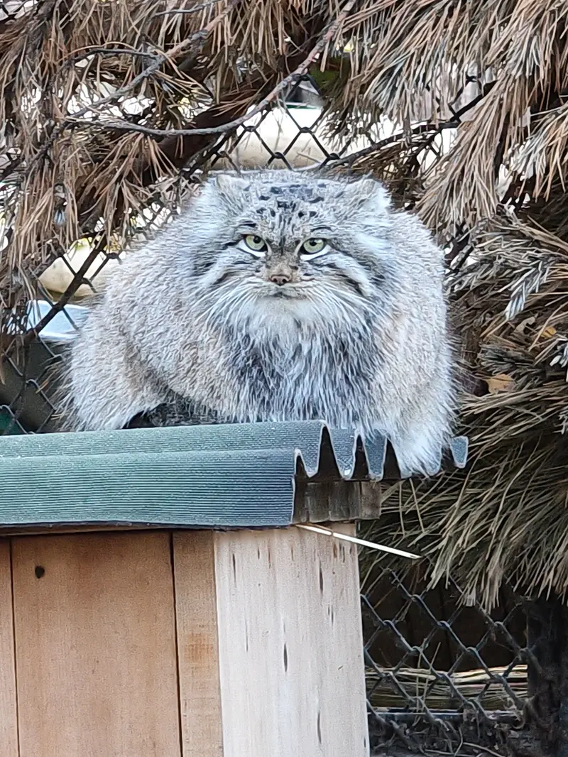 A photograph of Snezhinka in Novosibirsk Zoo