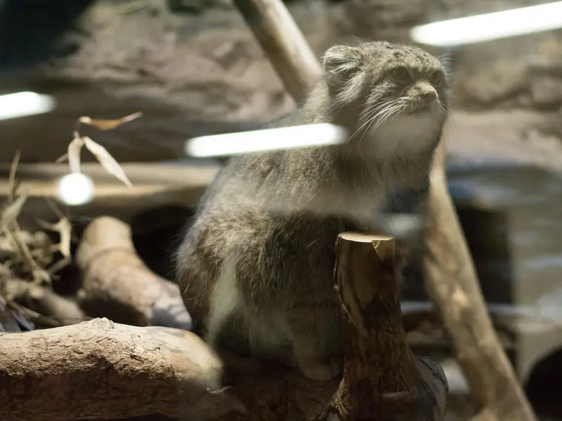 A photograph of Klyon in Ueno Zoological Gardens