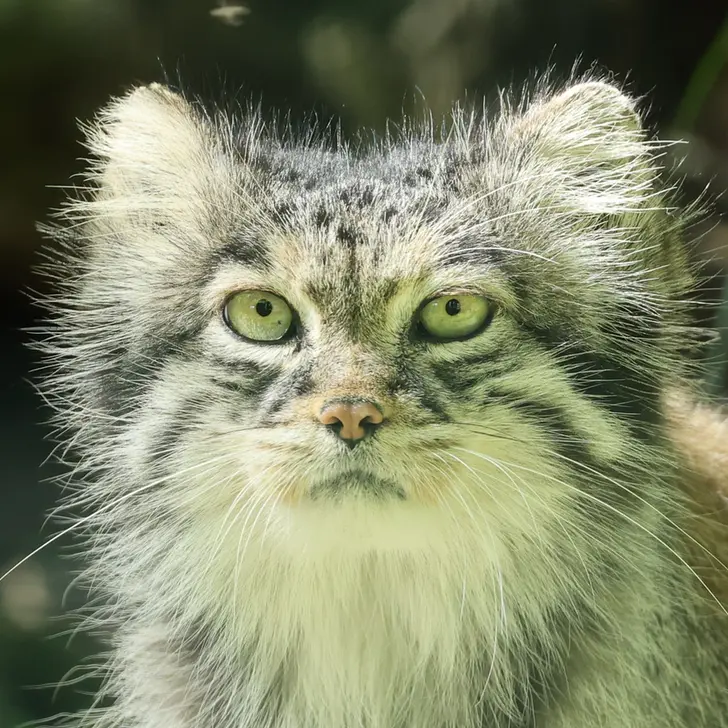 A photograph of Juran in Tierpark Berlin