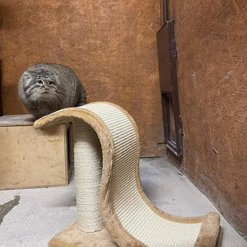 A photograph of Magellan in Poznan New Zoo