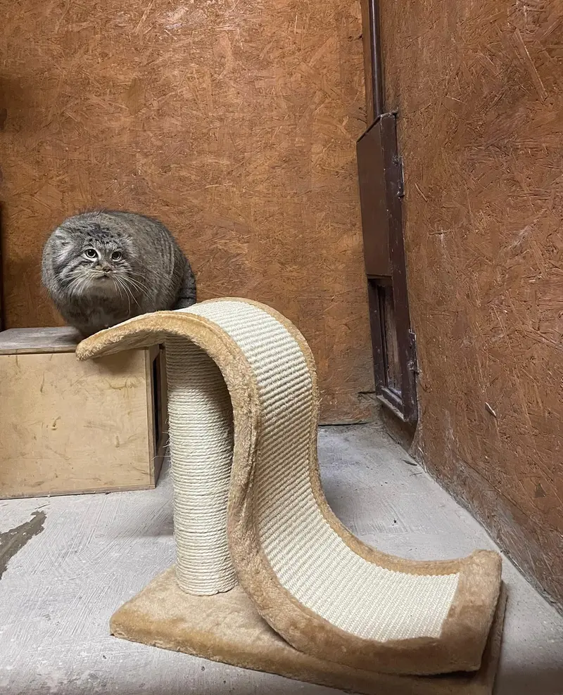 A photograph of Magellan in Poznan New Zoo