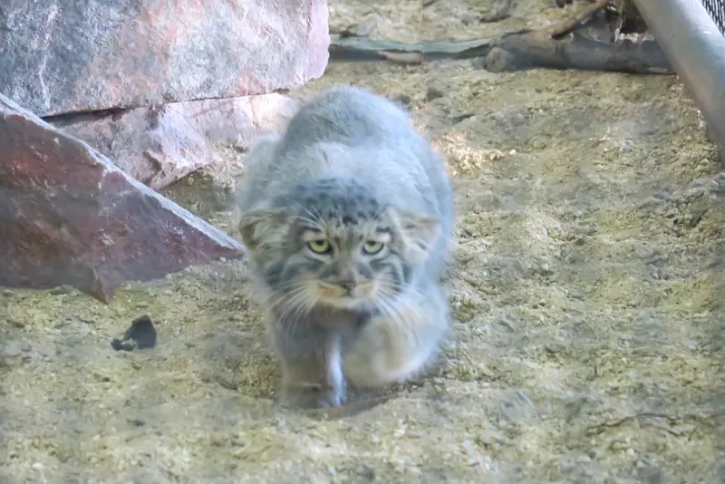 A photograph of a Pallas's cat in Brno Zoo