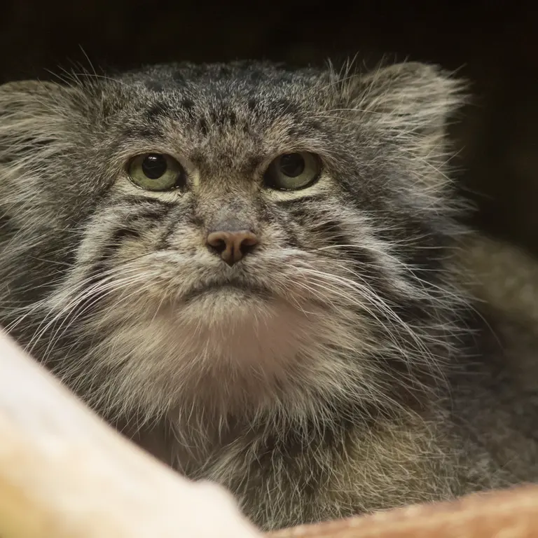 A photograph of Klyon in Ueno Zoological Gardens