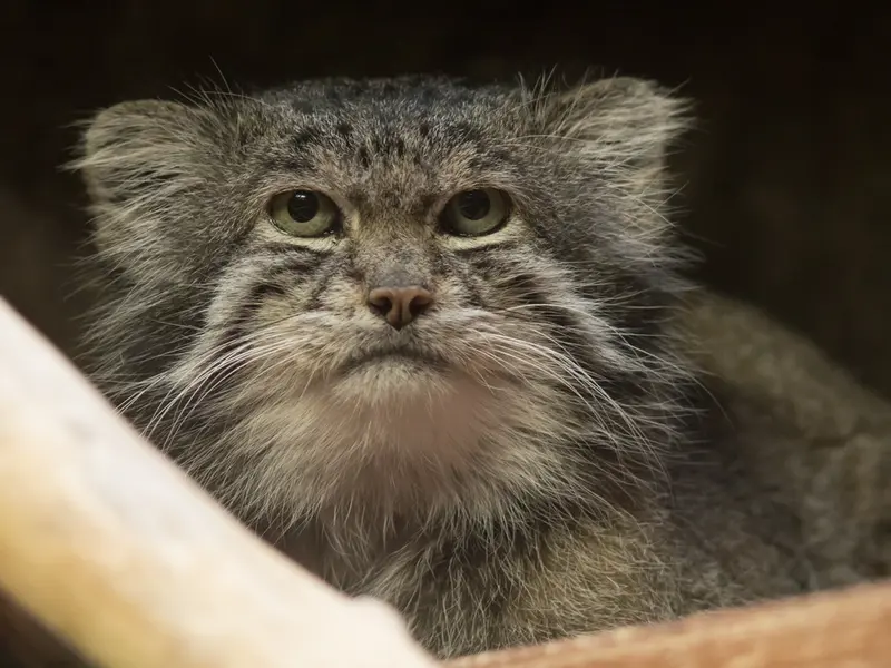 A photograph of Klyon in Ueno Zoological Gardens