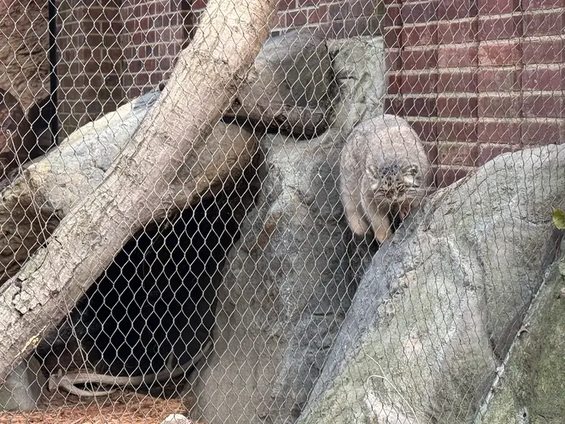 A photograph of Sarnai in Prospect Park Zoo