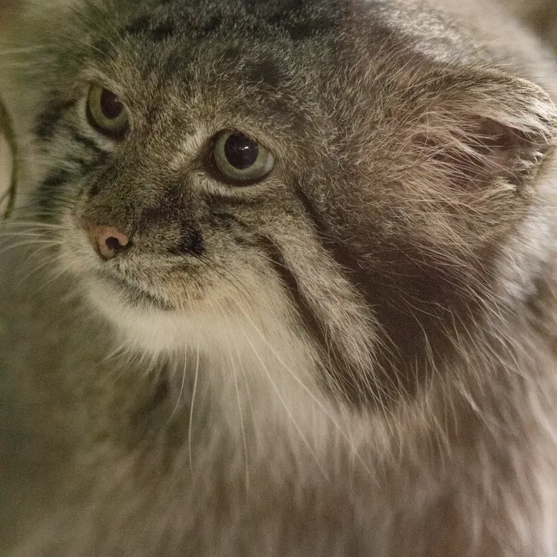 A photograph of Klyon in Ueno Zoological Gardens