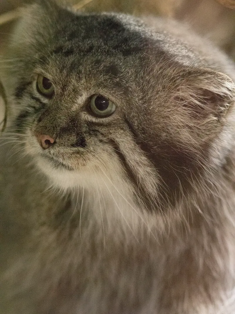 A photograph of Klyon in Ueno Zoological Gardens