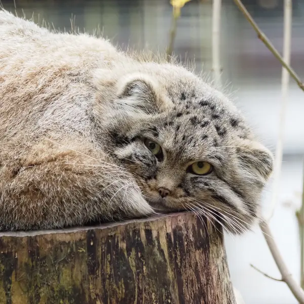 A photograph of Zaya in Gdansk Zoo