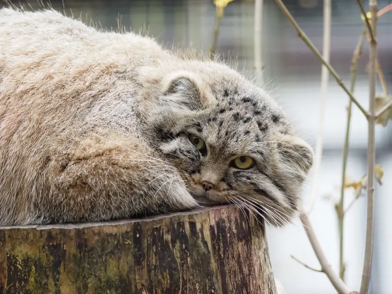 A photograph of Zaya in Gdansk Zoo
