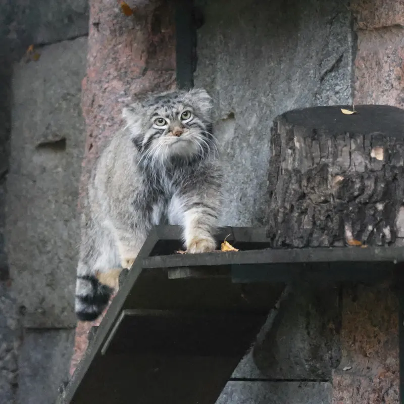 A photograph of a Pallas's cat