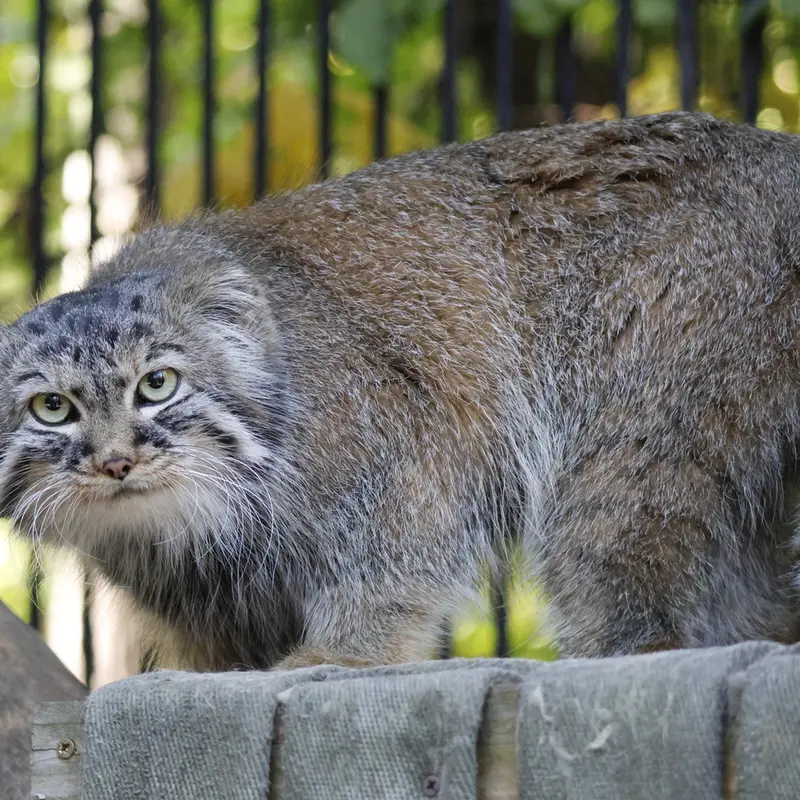 A photograph of Gabi in Novosibirsk Zoo