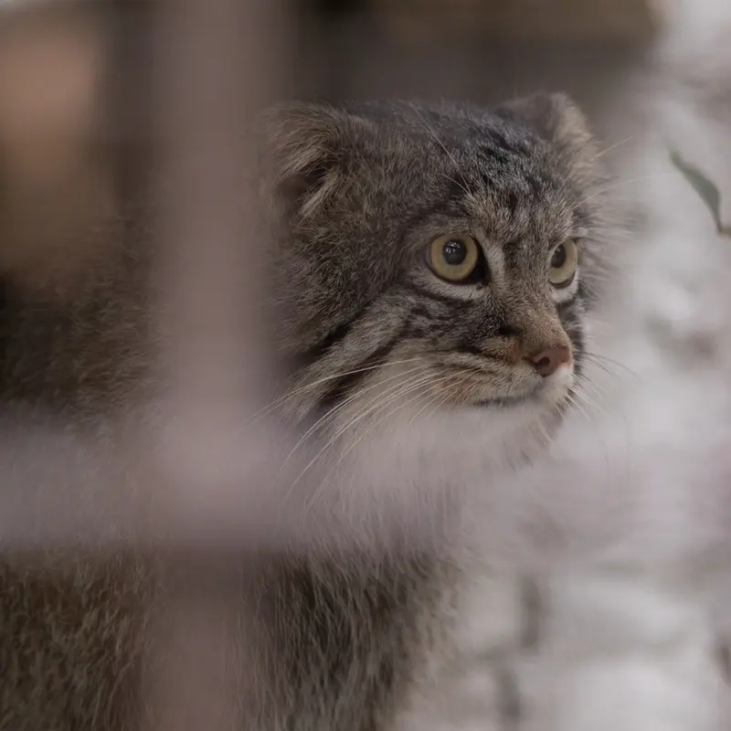A photograph of Figa in Nogeyama Zoo