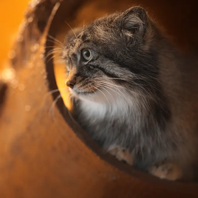 A photograph of Lotos in Asahiyama Zoo