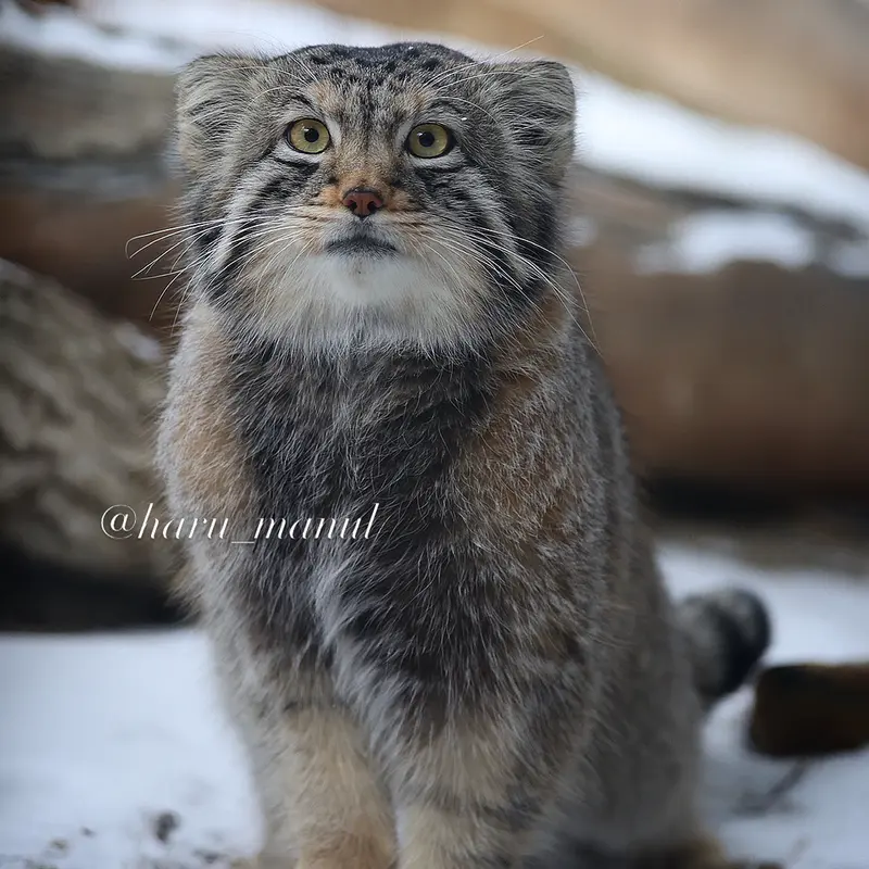 A photograph of Nagomu in Nasu Animal Kingdom