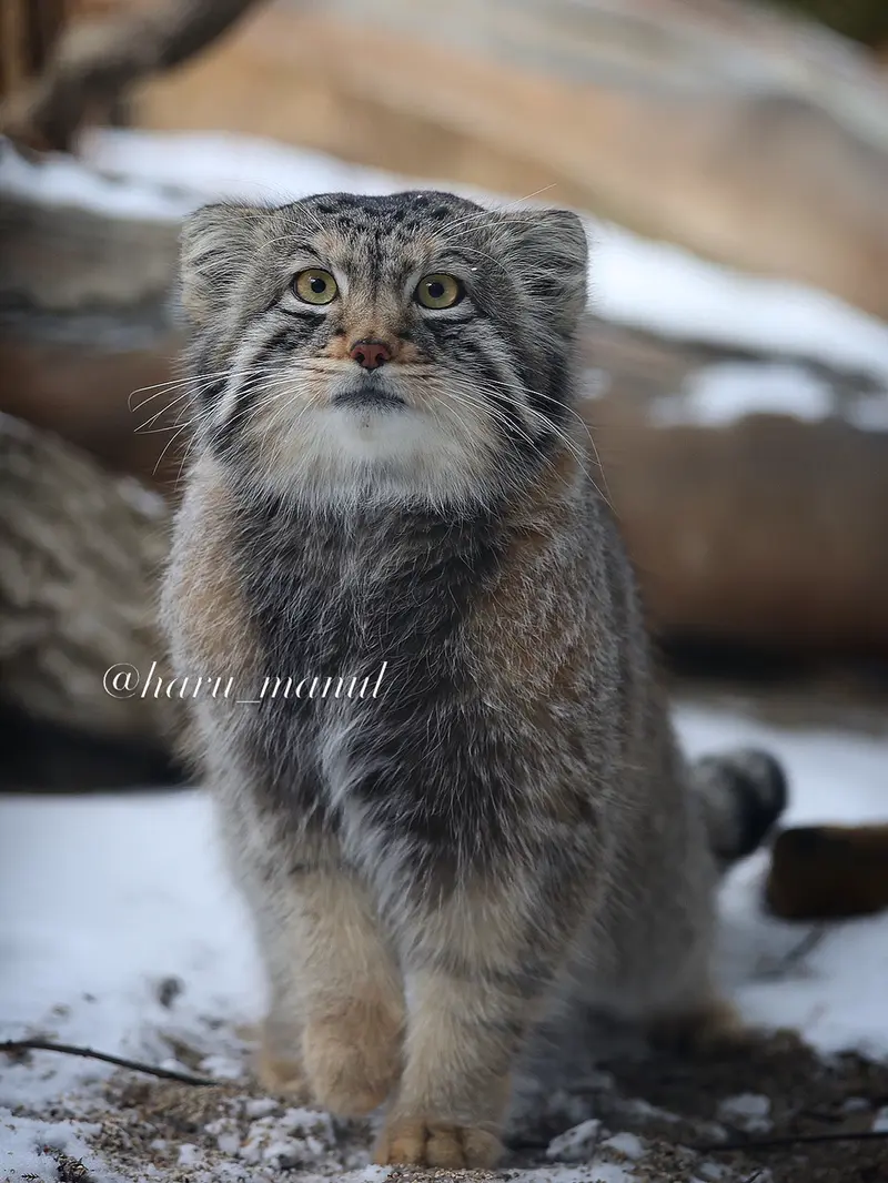 A photograph of Nagomu in Nasu Animal Kingdom