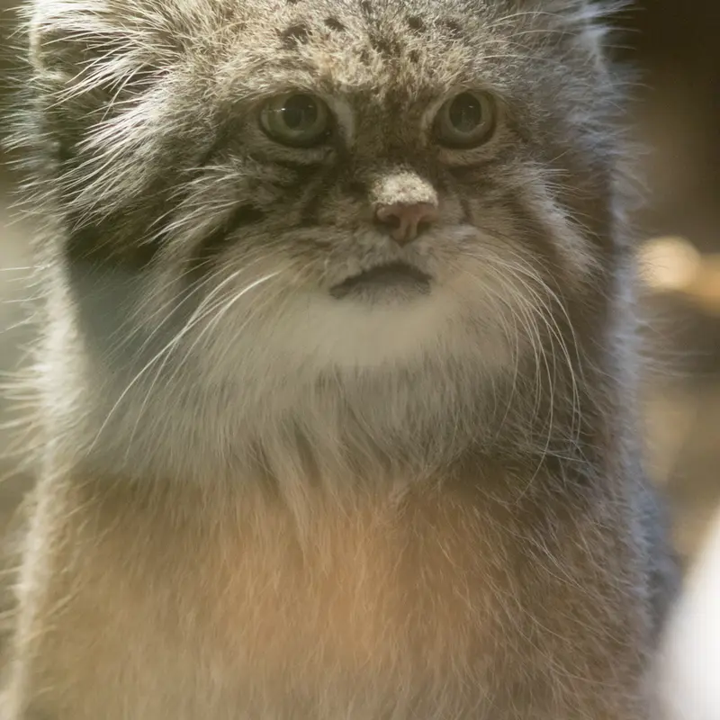 A photograph of Klyon in Ueno Zoological Gardens