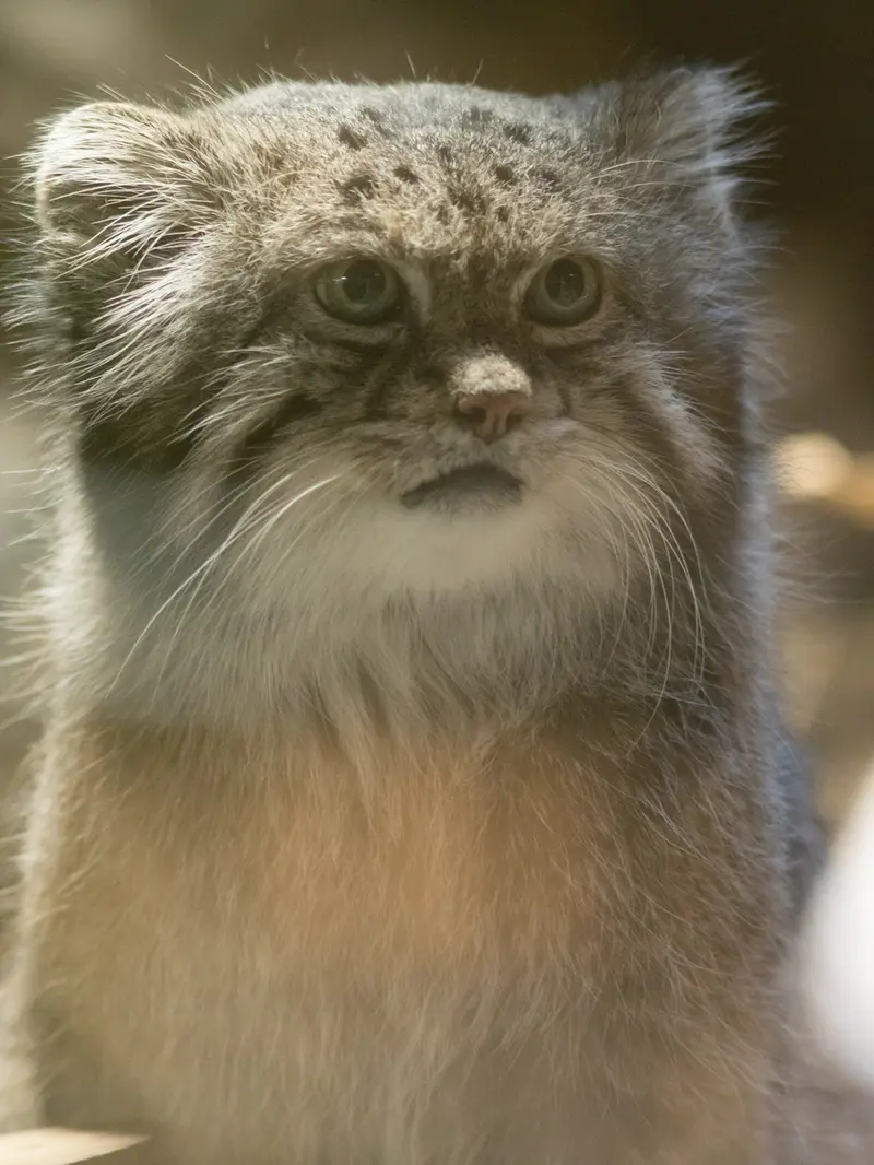 A photograph of Klyon in Ueno Zoological Gardens