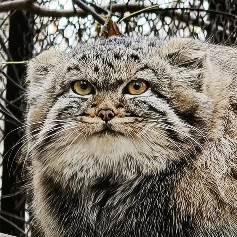 Daughter of Adele b.2026 Ⅱ the Pallas's cat from Novosibirsk Zoo