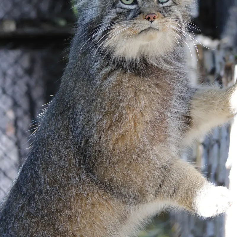 A photograph of George in Novosibirsk Zoo
