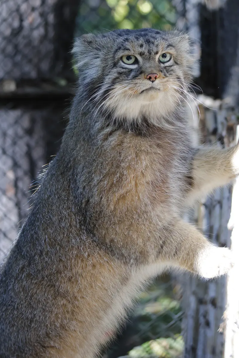 A photograph of George in Novosibirsk Zoo