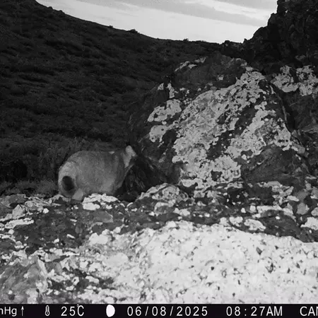 A photograph of Otocolobus manul manul from Zhilandy camera trap