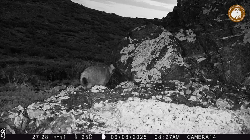 A photograph of Otocolobus manul manul from Zhilandy camera trap