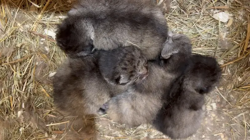 Incredible fluffy cuteness!