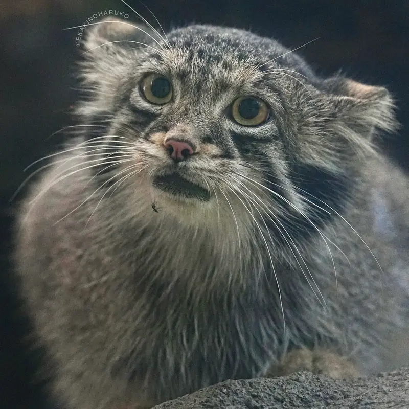 A photograph of Oto in Kobe Animal Kingdom