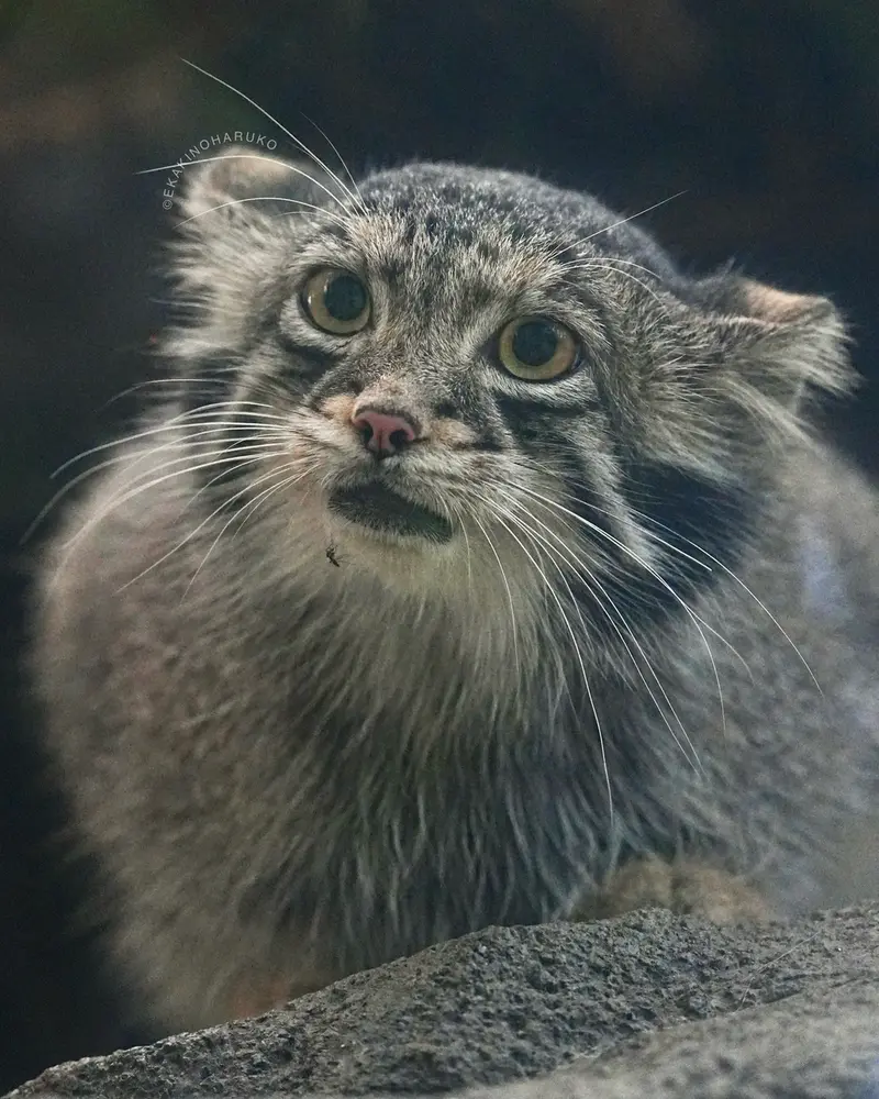 A photograph of Oto in Kobe Animal Kingdom