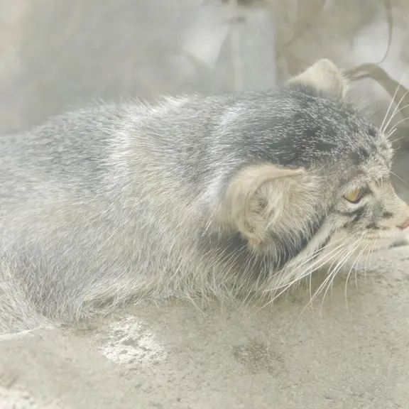 A photograph of a Pallas's cat in Kobe Animal Kingdom