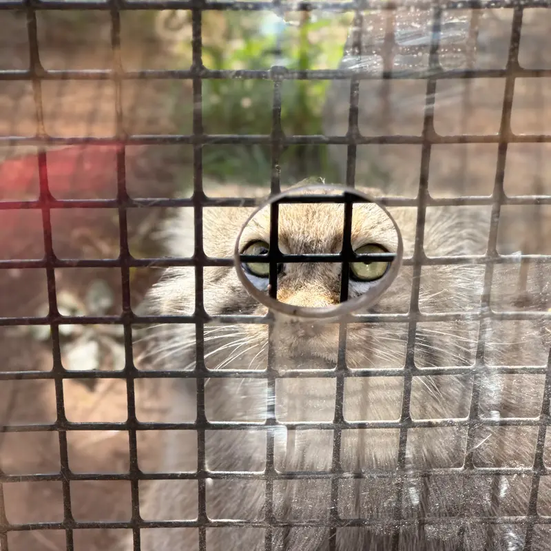 A photograph of Reza in Elmwood Park Zoo