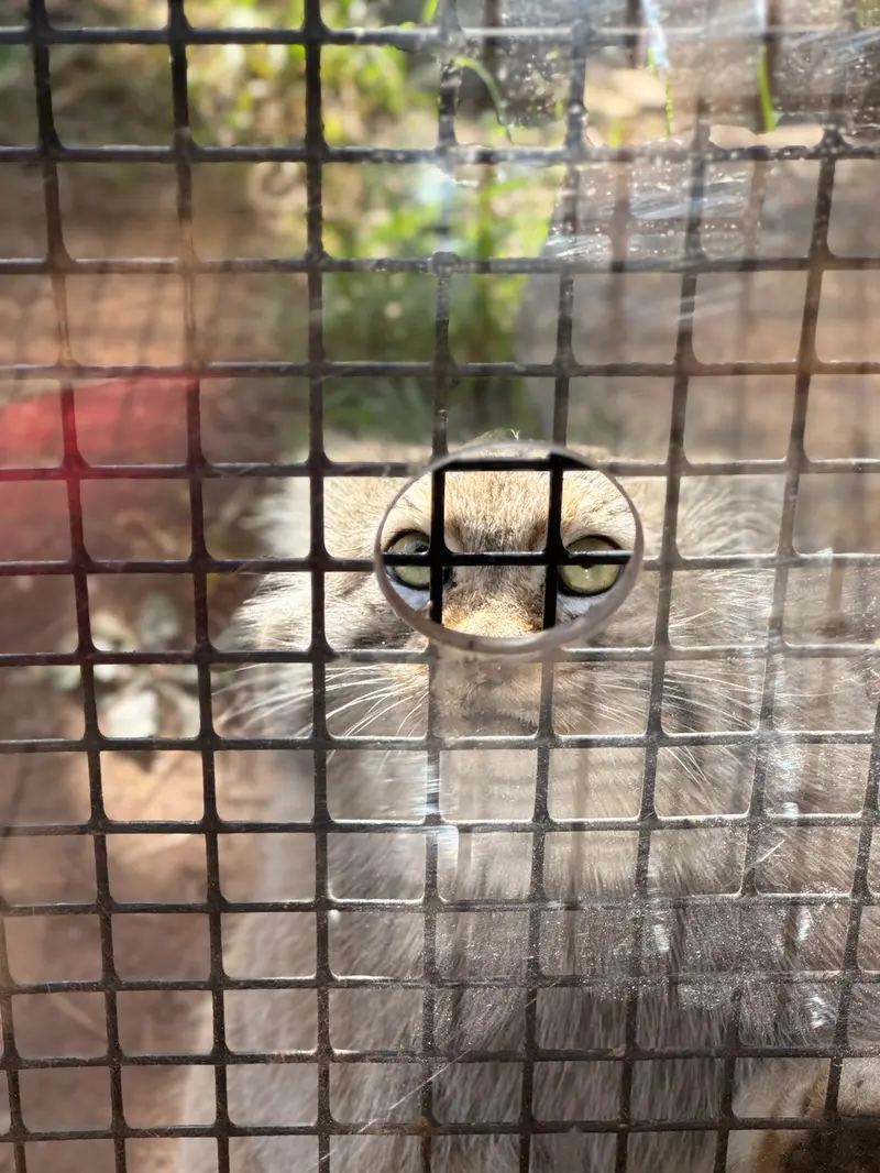 A photograph of Reza in Elmwood Park Zoo