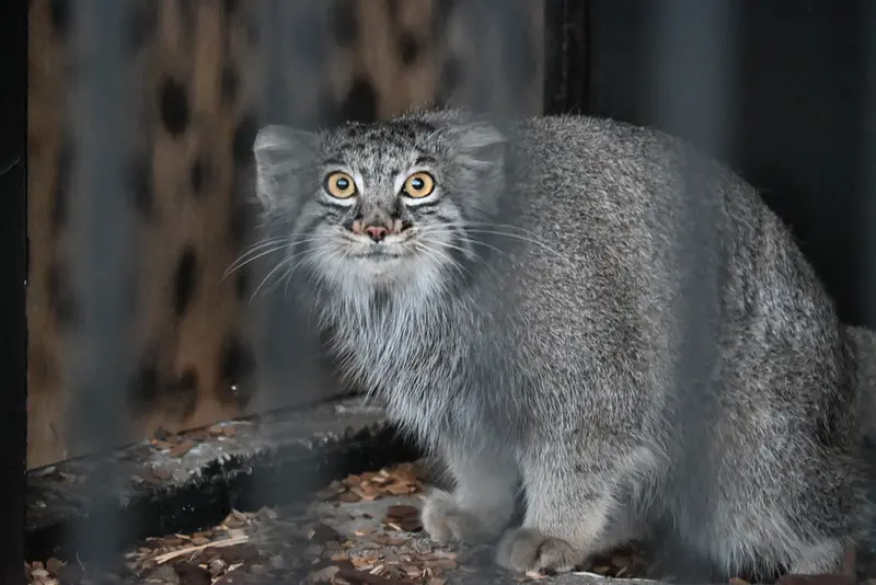 A photograph of a Pallas's cat in Gokatsuraike Animal Park