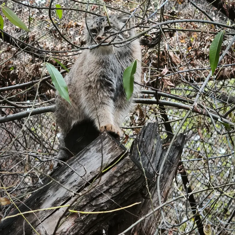 A photograph of Lolo in Novosibirsk Zoo