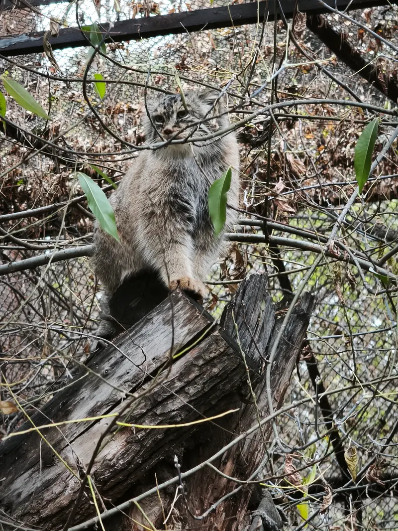 A photograph of Lolo in Novosibirsk Zoo
