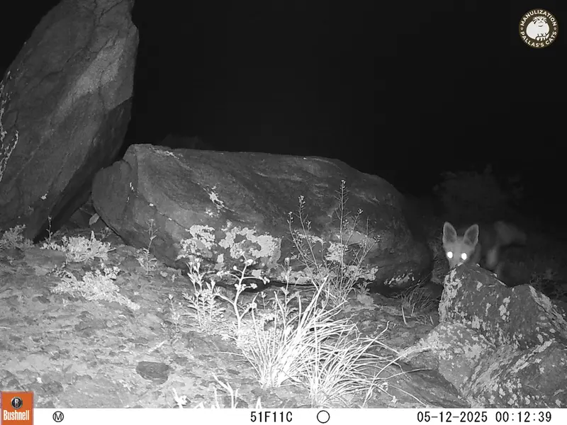 A photograph of Red fox from Koshkar camera trap