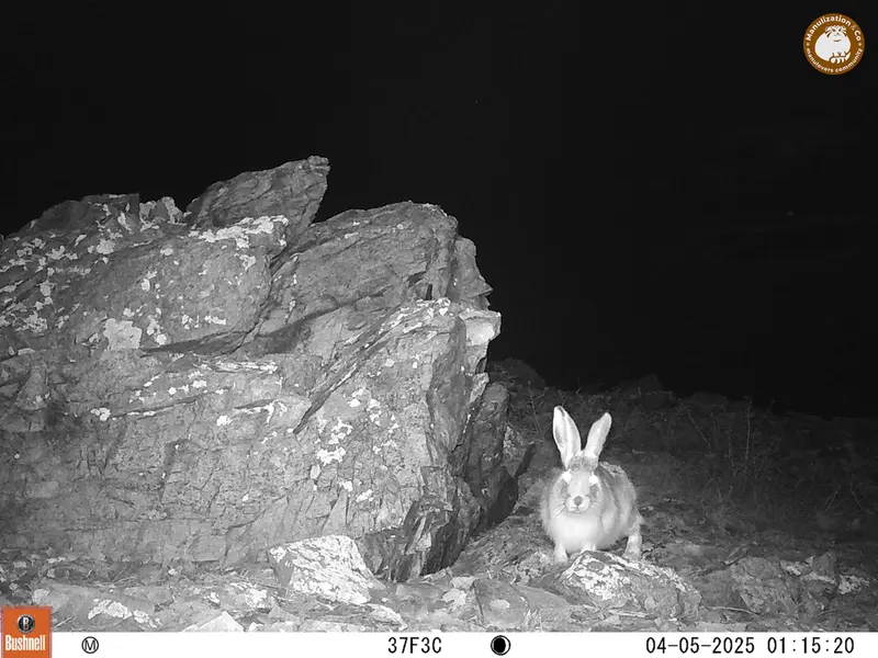 A photograph of Hare from Karashoky camera trap