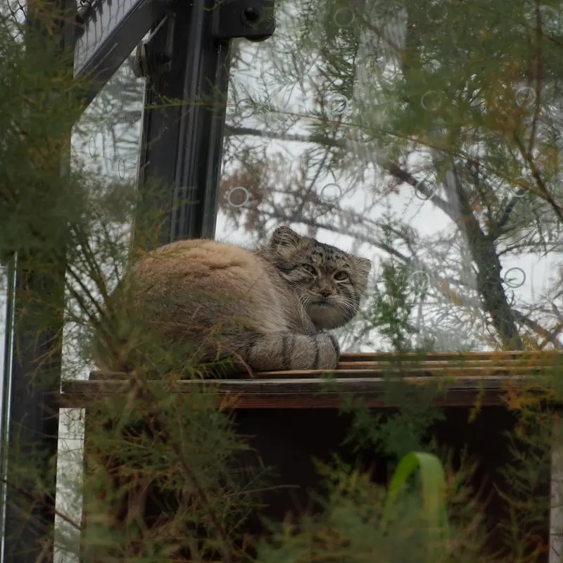 A photograph of Spay in Prague Zoo