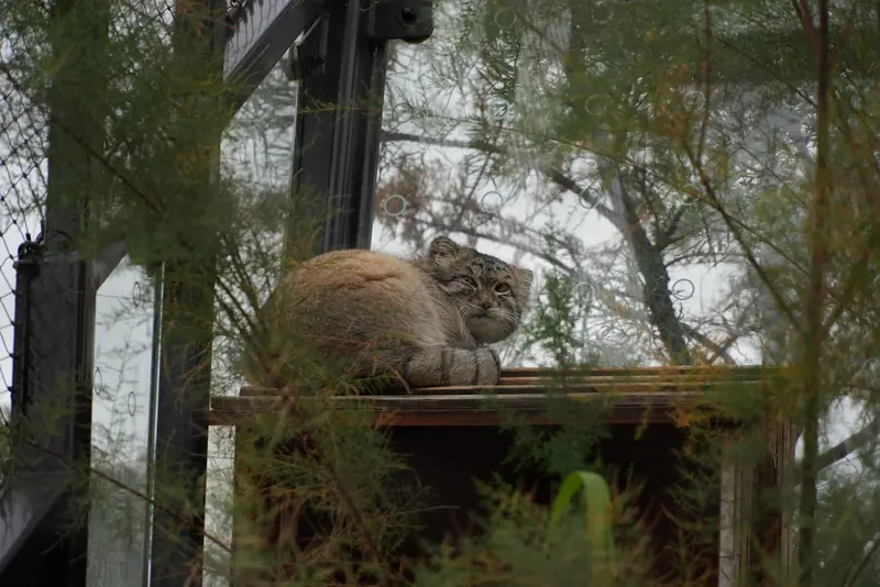 A photograph of Spay in Prague Zoo