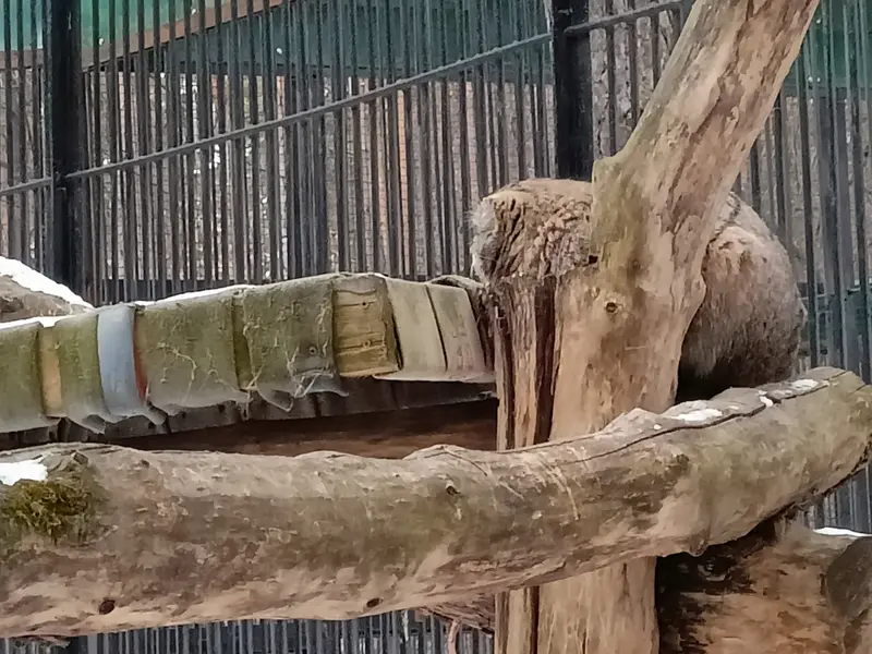 A photograph of a Pallas's cat