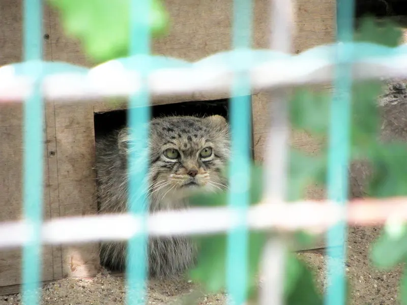 A photograph of Manuela in Magdeburg Zoo