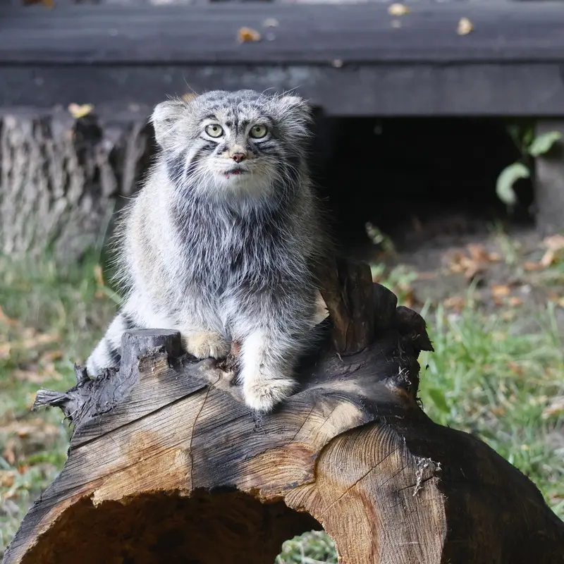 A photograph of Timofey in Moscow zoo