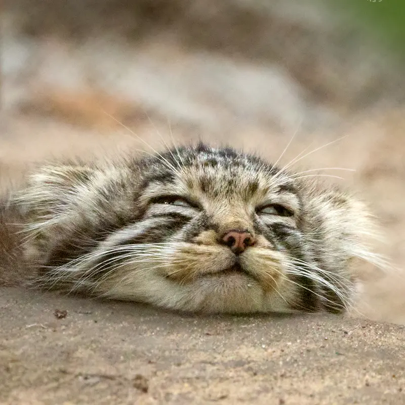 A photograph of a Pallas's cat