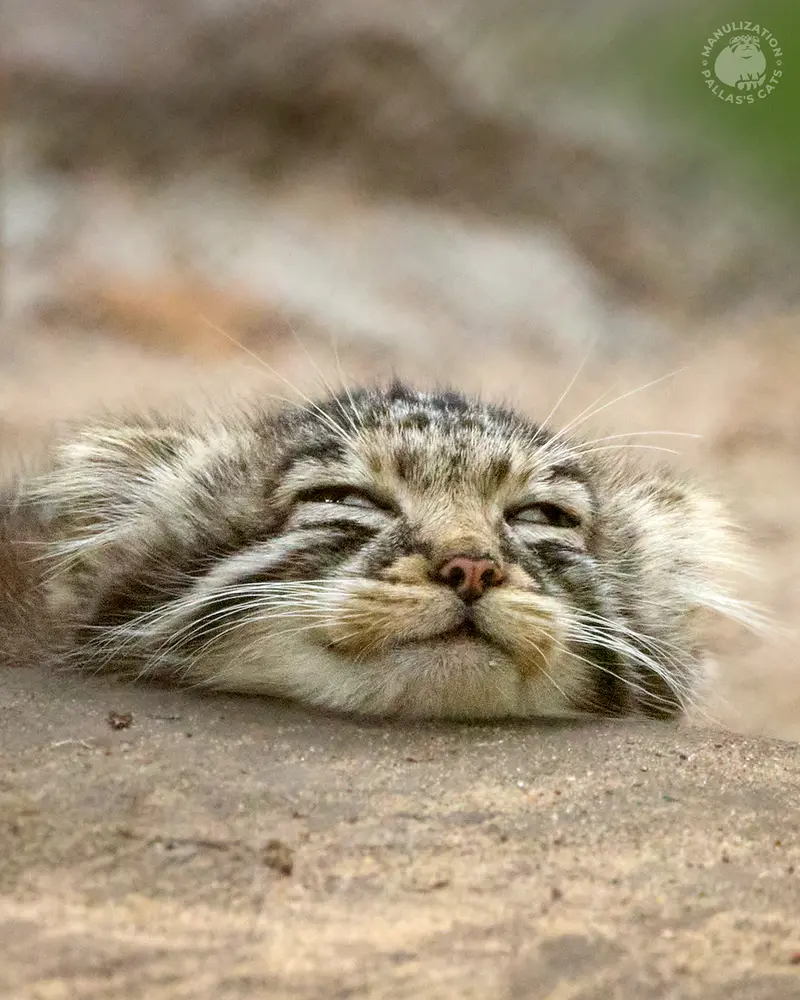 A photograph of a Pallas's cat