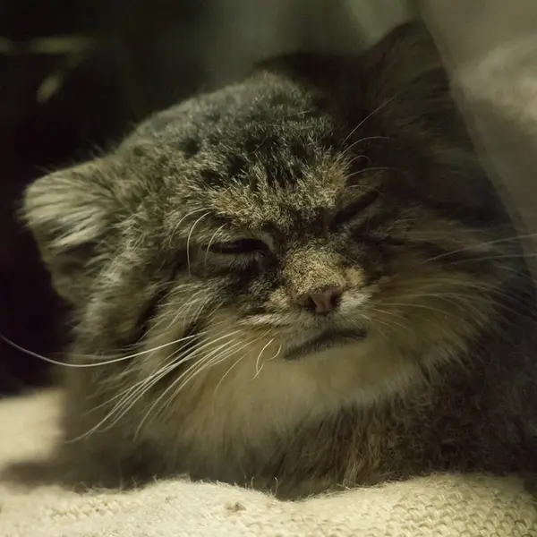 A photograph of Primula in Ueno Zoological Gardens