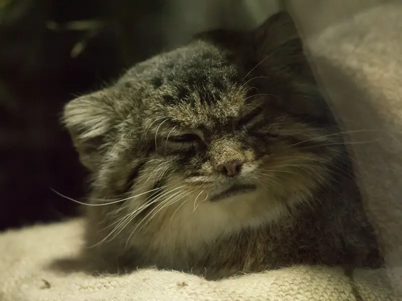 A photograph of Primula in Ueno Zoological Gardens