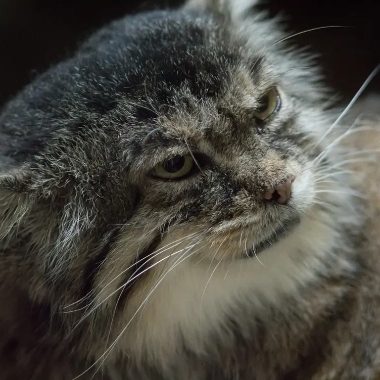 A photograph of Primula in Ueno Zoological Gardens